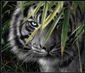 تصویر Black Tiger