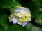 Indumati's picture